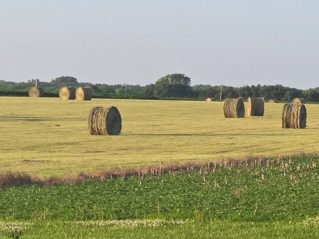 Large round hay bales scattered across a golden field under a clear sky, symbolizing harvest and sustenance.
